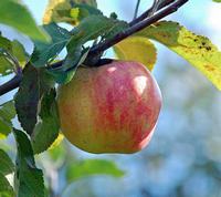 Arreskov æble, æblesort